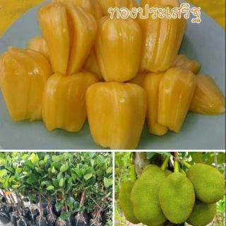 ขนุนทองประเสริฐ #กิ่งทาบ ขนุนพันธุ์นิยม