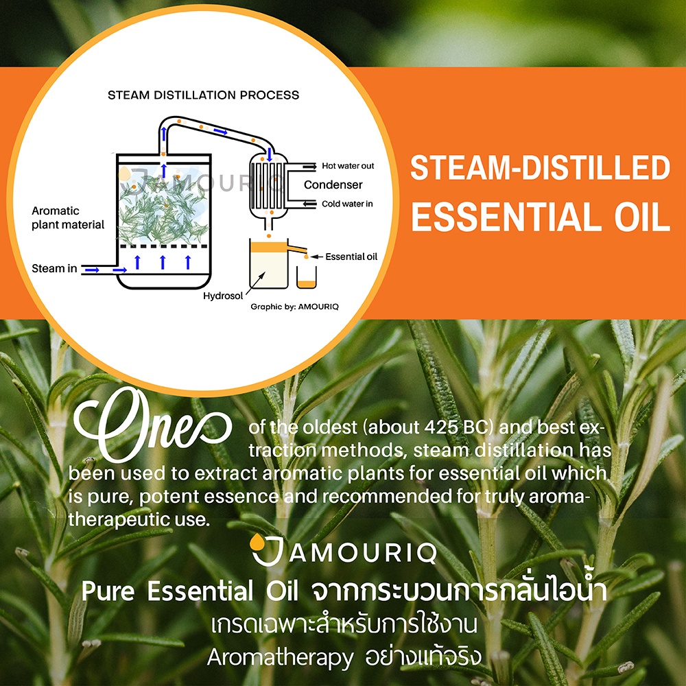 นํ้ามันหอมระเหยไซเปรส สนไซเปรส ฝรั่งเศส กลั่นไอน้ำบริสุทธิ์ 100% Pure Cypress France Essential Oil Steam-Distilled