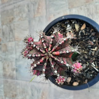 PINK DIAMOND GYMNOCALYCIUM BABIES 💗💎 หน่อพิ้งค์ไดม่อน ยิมโนคาไลเซียม