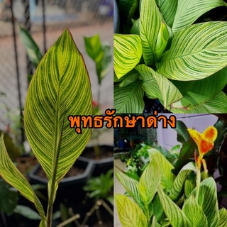 พุทธรักษาด่างเหลือง(ดอกสีส้ม)