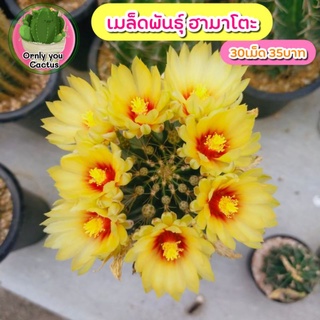 🌵เมล็ดพันธุ์แคคตัสฮามาโตะ 30เมล็ด 25บาท💛