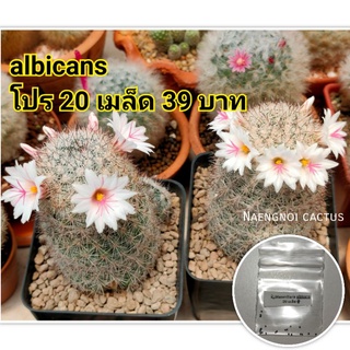 💥โปร 20 เมล็ด 39 บาท💥เมล็ดอัลบิแคน Mammillaria albicans เมล็ดกระบองเพรช เมล็ดแคคตัส