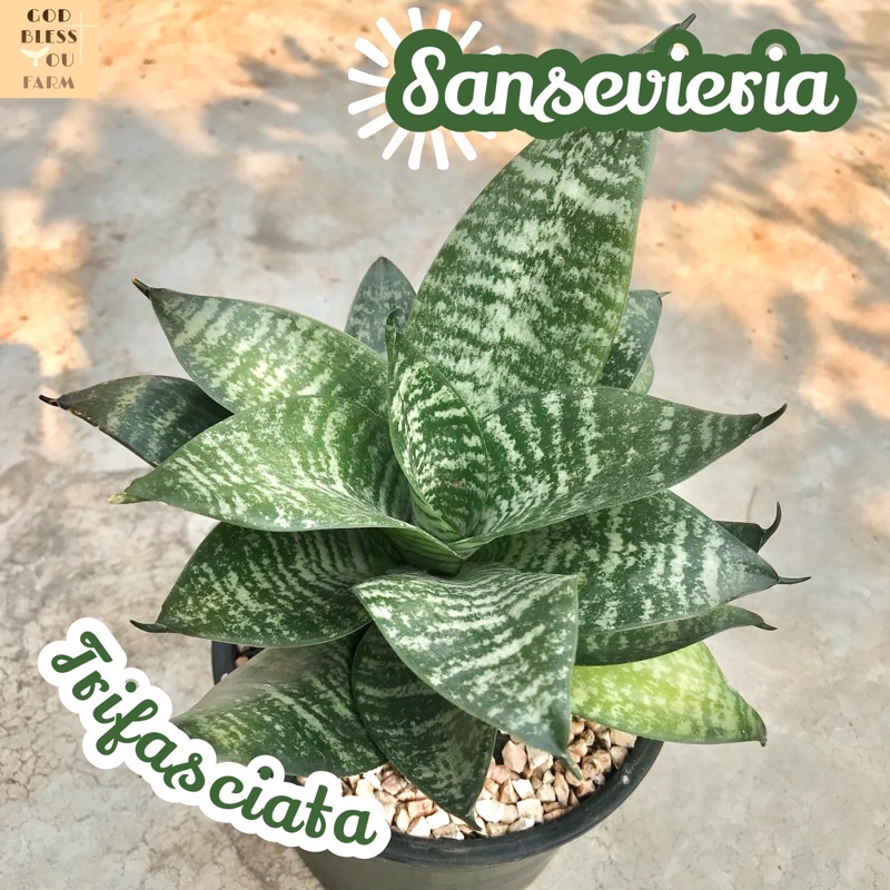 [ลิ้นมังกรแคระ] Sansevieria Trifasciata ส่งพร้อมกระถาง แคคตัส Cactus Succulent Haworthia Euphorbia ไม้หายาก พืชอวบน้ำ