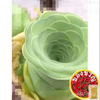 Succulent seeds ภูเขาเพิ่มขึ้นเมล็ด20เม็ด(Greenovia dodrentalis)เนื้อเมล็ดrose benih flowerมักกะโรนี/กางเกง/กุหลาบ/แม่แล