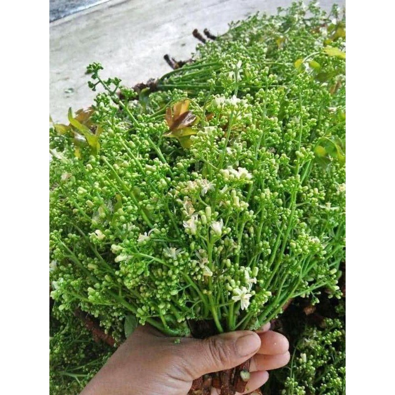 ต้นสะเดามันนอกฤดํต้นละ20บาท