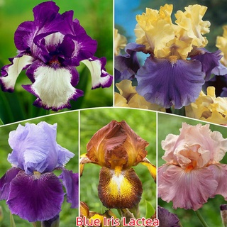 เก็บเงินปลายทาง COD 50 แคปซูลต่อแพ็ค Mixed Rare Iris Lactea Flower Seeds เมล็ดพันธุ์ ต้นไม้ประดับ เมล็ดดอกไม้