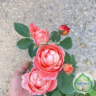 F546 กุหลาบ Romantic Tutu (โรแมนติก ตูตู) กุหลาบเลื้อยญี่ปุ่น พุ่มสูง กลิ่นหอม สีส้ม-ชมพู ดอกกลมเป็นช่อ