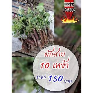 เหง้าผักสาบ เหง้าผักอีนูน ราคาพิเศษ 10 เหง้า 150 บาท !! เหง้าพันธ์พร้อมปลูกลงดิน