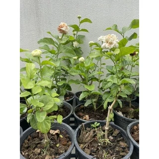 ต้นมะลิลา / มะลิซ้อน กระถาง 6" พร้อมส่ง ต้นแข็งแรง
