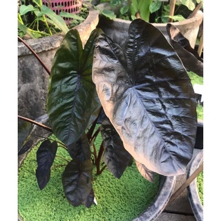 HK Garden (ชำมีรากเเล้ว) บอน แบล็คริปเปอร์ colocasia black ripple บอนนอก เเท้ 100% ไซส์ตั้งเเม่ สูง 20-35 ซม.