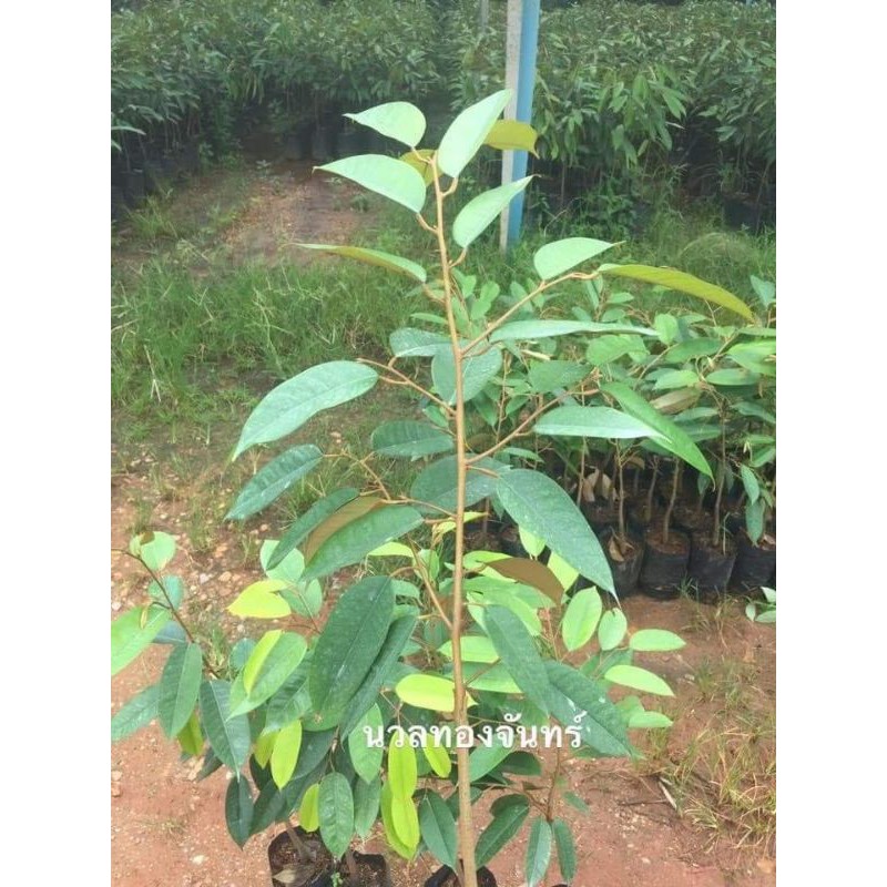 🌲นวลทองจันทร์ทุเรียนไร้กลิ่น​สายพันธุ์​แท้​🏆ฮิตติดตลาดนอกผลไม่พอขาย​คุณภาพสู้พันธุ์มูซังคิงได้สบาย🌿ค