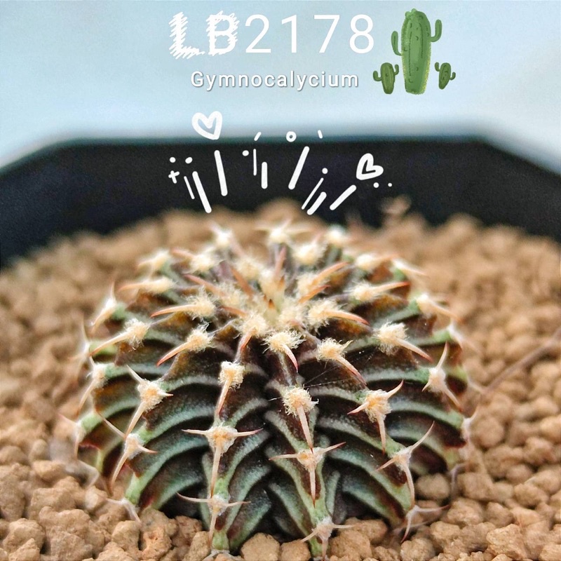 🌵LB2178แท้🌵ไม้เมล็ด🌵