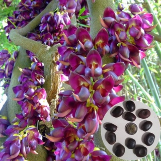 เมล็ด พวงโกเมนสีม่วง 4 เมล็ด เมล็ดใหม่ สั่งตรงจากผู้ผลิต  Evergreen Mucuna Stem