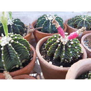 เมล็ดพันธุ์ LB2178 แท้ หนามเดี่ยว 30 เมล็ด cactus แคคตัส กระบองเพชร