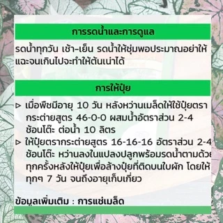 GGEW พริกขึ้หนูพัฒนฉันท์ 150เมล็ด ตราศรแดง พริกช่อ แบบเม็ดใหญ่เมล็ดพันธุ์พระราชทาน จันกะผัก Bunch Chilli