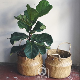 Tree pot cover กระจูดใส่ต้นไม้ (รุ่น L หม้อหูเชือก)