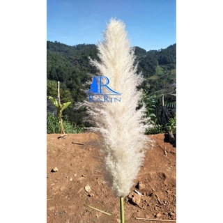 Rarin🌾ดอกเลา (ตัดใหม่)🌾สวยฟู ตรงปก 1 ก้าน 40 cm. เป็นดอกไม้ธรรมชาติ (สีทองธรรมชาติ) ดอกฟูสวยงาม เหมาะพร็อพถ่ายรูปเก๋ๆ