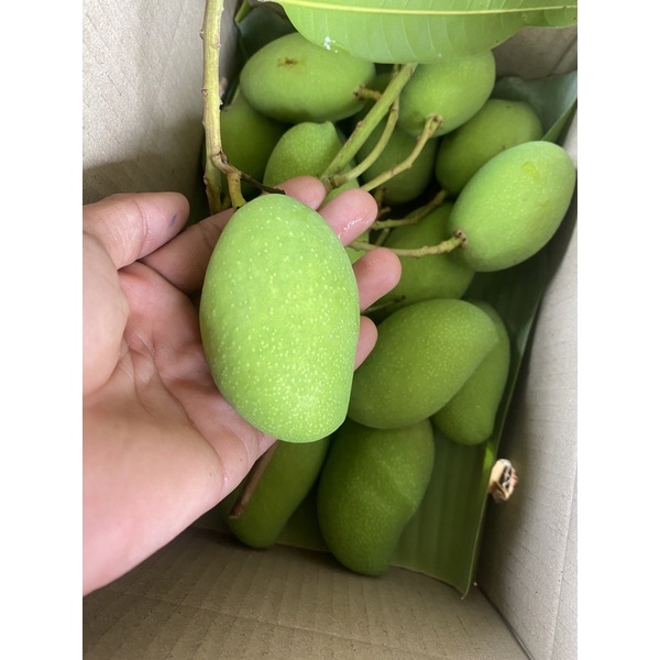 มะม่วงพิมเสนเบาครึ่งกิโล 35บาท