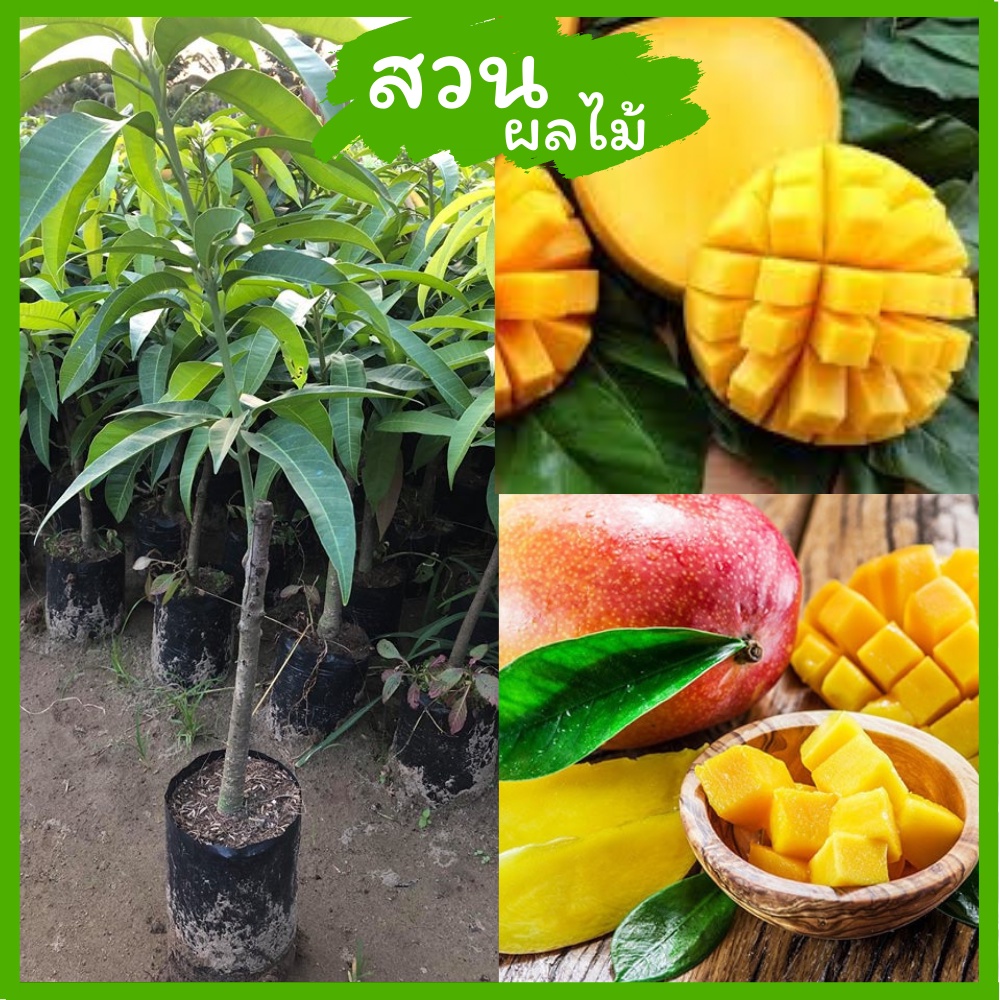 🥭ต้นมะม่วงอกร่อง โบราณ​สุกหวานฉ่ำมาก กิ่งทาบ80,cm พันธุ์แท้💯ผลสุด หวานที่สุดและกลิ่นหอม