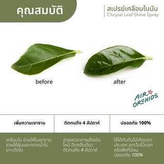 สเปรย์เคลือบใบมัน คริสซอล (Chrysal Leaf Shine) สเปรย์ที่ร้านขายต้นไม้เลือกใช้ ของแท้100%
