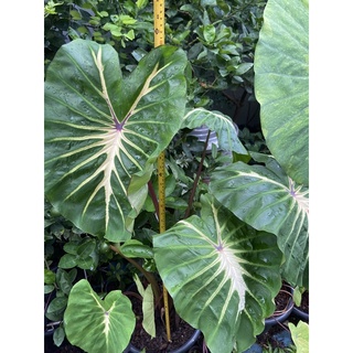 colocasai  white lava โคโลคาเซีย ไวท์ลาวา ขนาด 20-30cm  ไม้ปลายไหล โตเร็ว