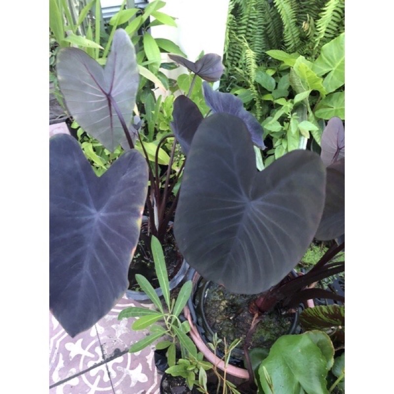 บอนดำ Colocasia Esculenta Black Magic 2หน่อ 30.- ส่งแบบล้างรากพร้อมใบ