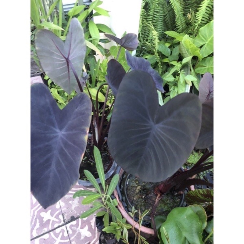 บอนดำ Colocasia Esculenta Black Magic หน่อตั้งแม่ 40.- ส่งแบบล้างรากพร้อมใบ (อ่านก่อนสั่ง)