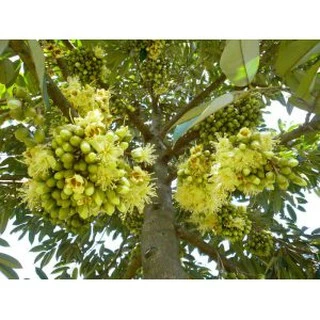 ปุ๋ยน้ำ กัปตัน บูสเตอร์สีแดง+ส้ม สูตรเข้มข้นสูง (ชุดบำรุงดอกและผล) ขนาด 1 ลิตร x 2