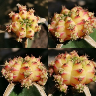 13 -​  โมโมทาโร่ ตรงปก Momotaro Gymnocalycium​ Cactus แคคตัส กระบองเพชร ไม้อวบน้ำ ไม้กราฟ ราคาถูก โมโม ยิมโนด่าง GYMNO​