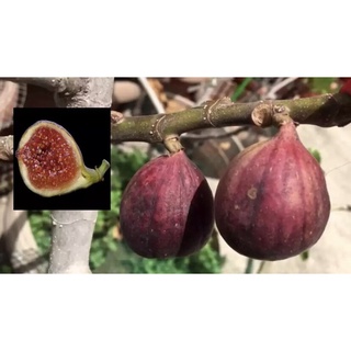 Figs ต้นมะเดื่อฝรั่ง Figs หรือ ลูกฟิก พันธุ์ Janpan BTM6 ขนาดต้นความสูง 80-90 ซม จัดส่งพร้อมกระถางชำขนาด 10 นิ้ว