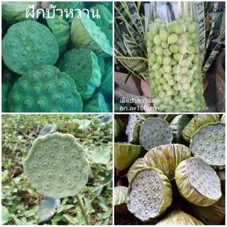 เม็ดบัวอ่อน/แก่ สด กก.ละ90บาท ปลูกธรรมชาติ