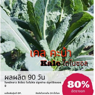 เมล็ดพันธุ์ คะน้าไดโนซอร์ 300 เมล็ด เคล คะน้า (ซื้อ 10 แถม 1 คละอย่างได้)