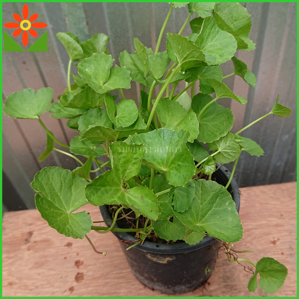 ต้นบัวบก แตกไหลแล้ว ส่งพร้อมถุงเพาะ นำไปปลูกต่อได้เลย รอด บัวบก