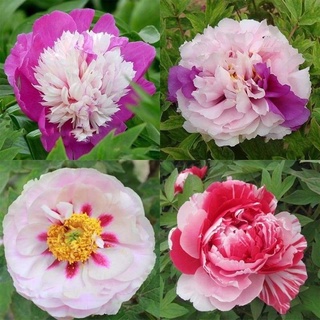 20 เมล็ด เมล็ดโบตั๋น ดอกโบตั๋น ดอกพีโอนี (Peony) คละสี