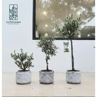 Olea Europaea 'Leccino' 🌿 ขนาด 50-60 cm จากร้าน ลา พรีมา เวร่า ***มีสินค้าในสต๊อก สั่งได้เลย***