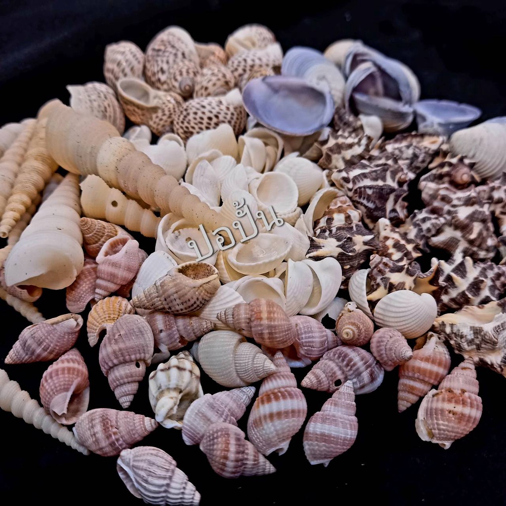 หอยตกแต่งเทียนเจล หอยธรรมชาติ งานDIY.ทำเทียนเจล