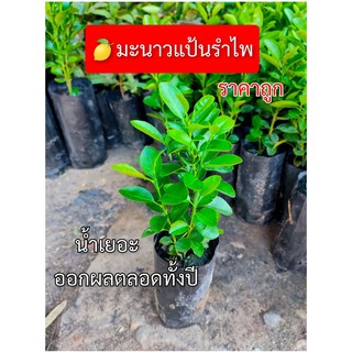 ต้นกล้า มะนาวแป้นรำไพ (1ถุงมี2-3ต้น) น้ำเยอะ เปรี้ยวจัด ออกผลตลอดทั้งปี