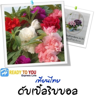 เทียนไทย (Impatiens balsamina) ดับเบิ้ลริบบอล  25 เมล็ด (จาก Homeandgardends)