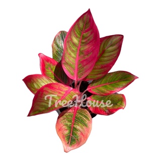 ลิปสติก (Aglaonema sp. lipstick) กระถาง 6 นิ้ว