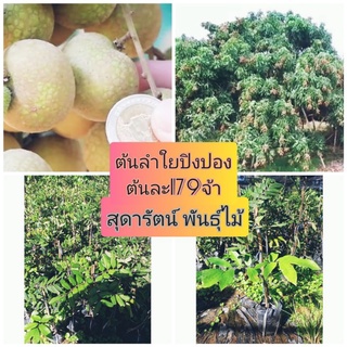 ต้นลำใยปิงปอง(รับประกันสินค้าชำรุดเครมฟรี)​