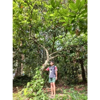 🍀เมล็ดงอกโกโก้ พร้อมปลูก พันธุ์ชุมพร1 เมล็ดละ 1-2 บาท พร้อมเมล็ดแถม อายุต้นพันธุ์ 30++🍀