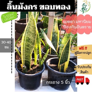 ต้นลิ้นมังกรขอบทอง กระถาง5นิ้ว สูง30-40ซม ต้นไม้ฟอกอากาศ ต้นไม้มงคล ไม้ประดับ ต้นไม้กรองอากาศ   ต้นไม้ปลูกในบ้าน แต่งสวน