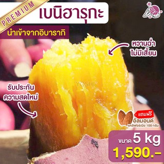 มันหวานญี่ปุ่น โยชิ เบนิฮารุกะ 5kg มันหวานญี่ปุ่นนำเข้า มันหวานญี่ปุ่นเบนนิฮารุกะ ปลูกที่ญี่ปุ่น 100% +แถมถั่วอัลมอนด์