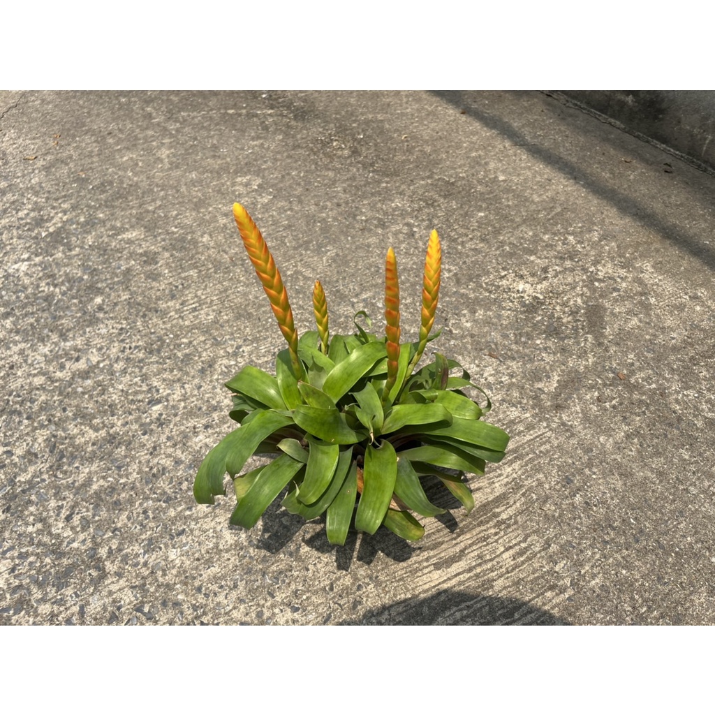 มุมมอง 6