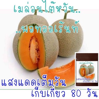 10 เมล็ด เมล่อนไต้หวัน-พอทออเร้นจ์