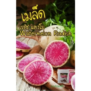 เมล็ดพันธุ์ เรดิช แตงโม 20 เมล็ด 10บาท Watermelon Radish เมล็ดพันธุ์แท้ นำเข้า