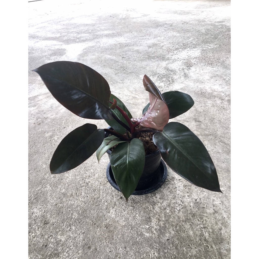 กุมารดำ​เรียกทรัพย์​ Philodendron Black Cadinal