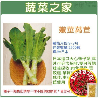 【ผักบ้าน】A07.เมล็ดผักกาดหอมใบเขียว2500ดาว(อาหารสาวหัวใจใหญ่.สีเขียว.茎粗.甜脆.รสชาติที่ดี )通心菜/木瓜/头饰/园艺/裙子/鲜花/芹菜/内裤/上衣/苹果//ก