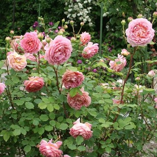 เมล็ดพันธุ์ กุหลาบ พันธุ์ Jubilee Celebration Rose Seeds ดอกใหญ่ นำเข้าจากต่างประเทศ 30 เมล็ด