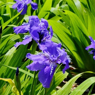 （อัตราการปลูกสูง）100 Pcs Blue Iris Lactea Flower Seeds ต้นไม้ฟอกอากาศ เมล็ดพันธุ์พืช เมล็ดดอกไม้ พรรณไม้ ต้นไม้ ผักสวนคร